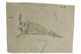Bargain, Eurypterus (Sea Scorpion) Fossil - New York #369342-1
